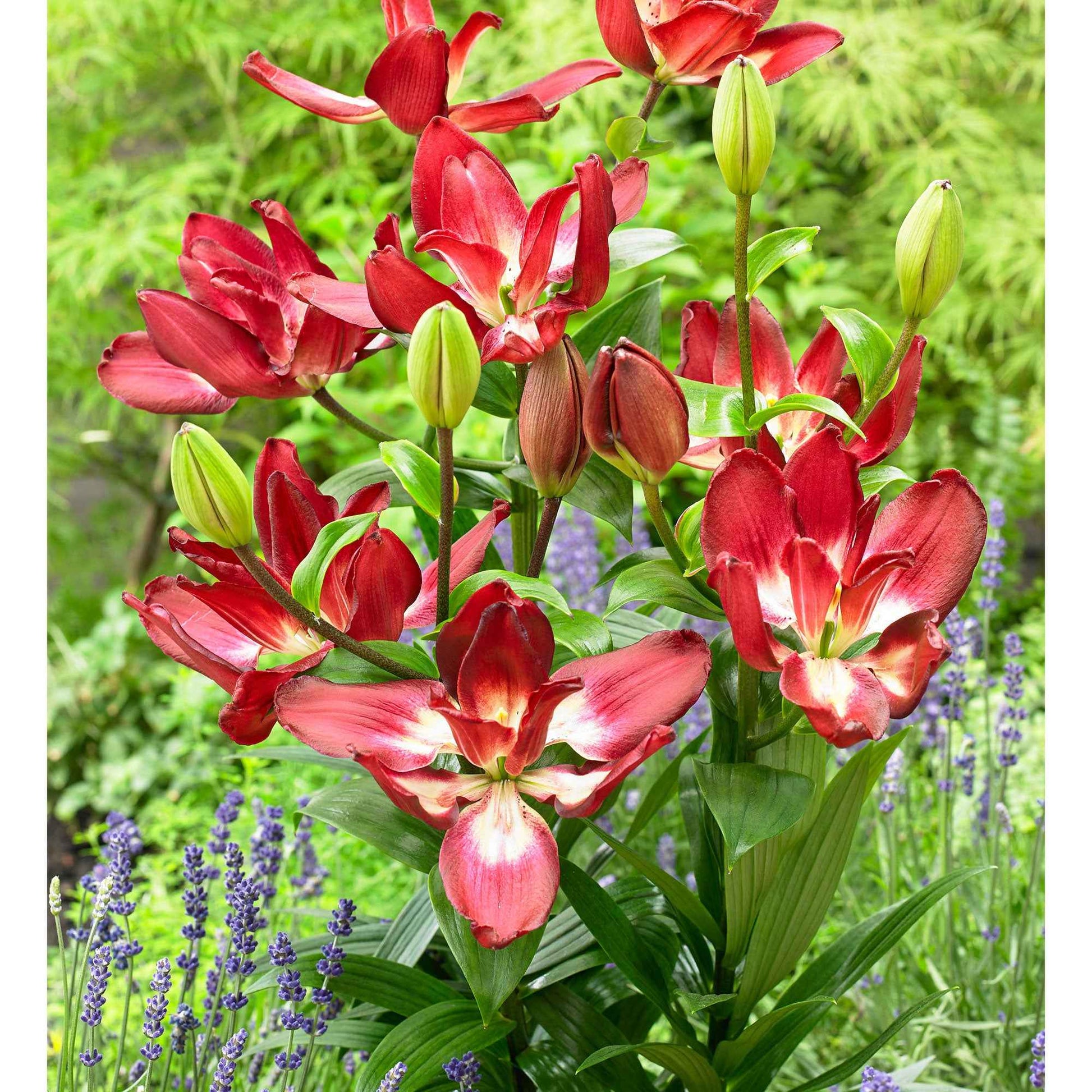 5x 0 Lys Lilium 'Double Sensation' rouge-blanc - Bulbes de fleurs populaires