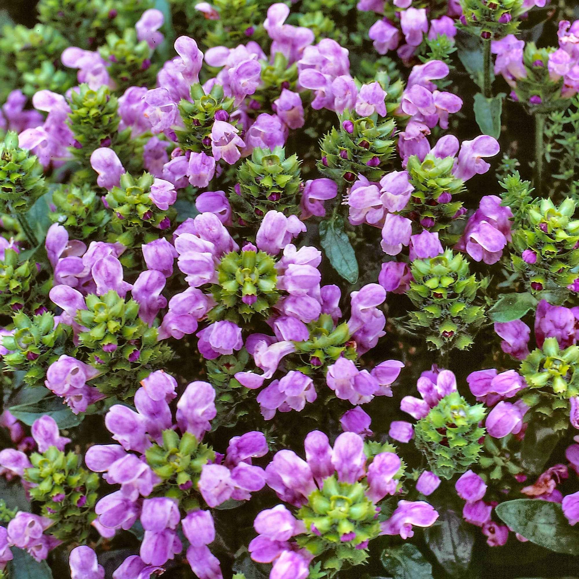 6x Brunelle Prunella grandiflora violet - Plantes d'extérieur