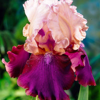 3x Iris barbu 'Burgemeister' rose-violet - Plants à racines nues - Caractéristiques des plantes