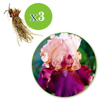 3x Iris barbu 'Burgemeister' rose-violet - Plants à racines nues - Iris