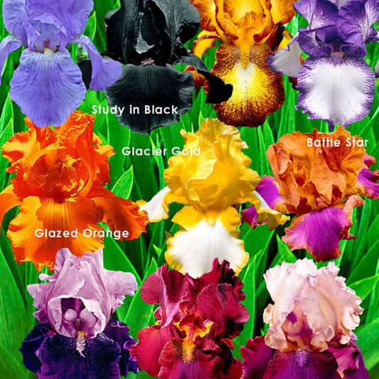 10x Iris germanica - Mélange ‘Flowertastic‘ - Racines nues - Arbustes à papillons et plantes mellifères