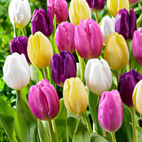 20x Tulipes Tulipa - Mélange 'Regenboog' - Tous les bulbes de fleurs populaires