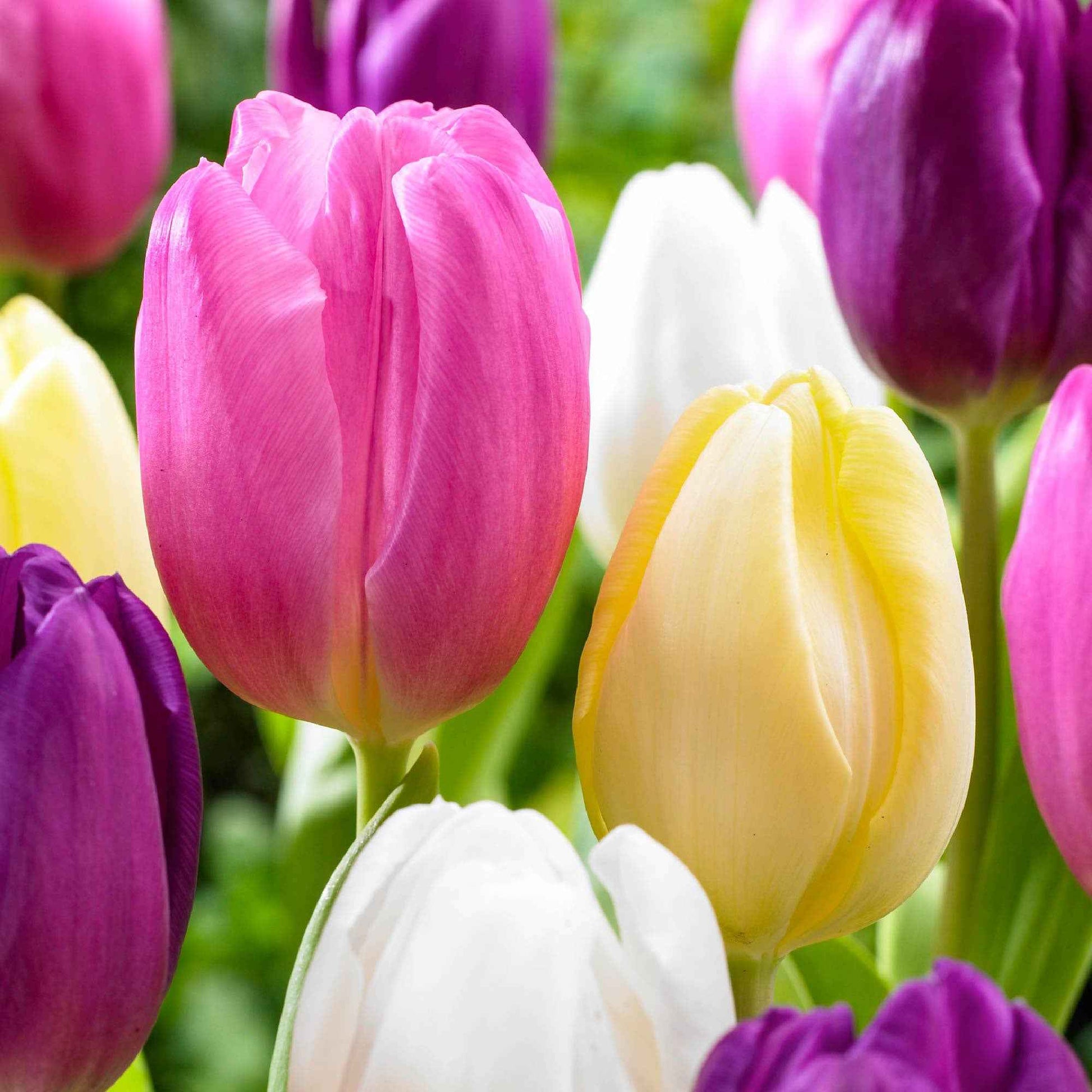 20x Tulipes Tulipa - Mélange 'Regenboog' - Tous les bulbes de fleurs