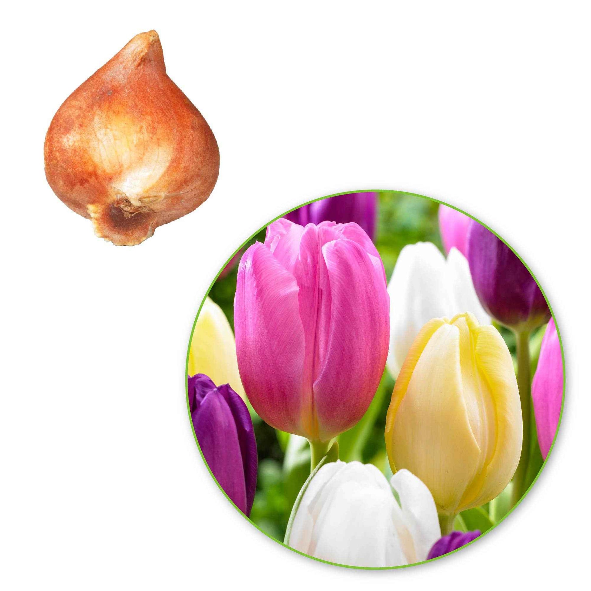 20x Tulipes Tulipa - Mélange 'Regenboog' - Bulbes de printemps