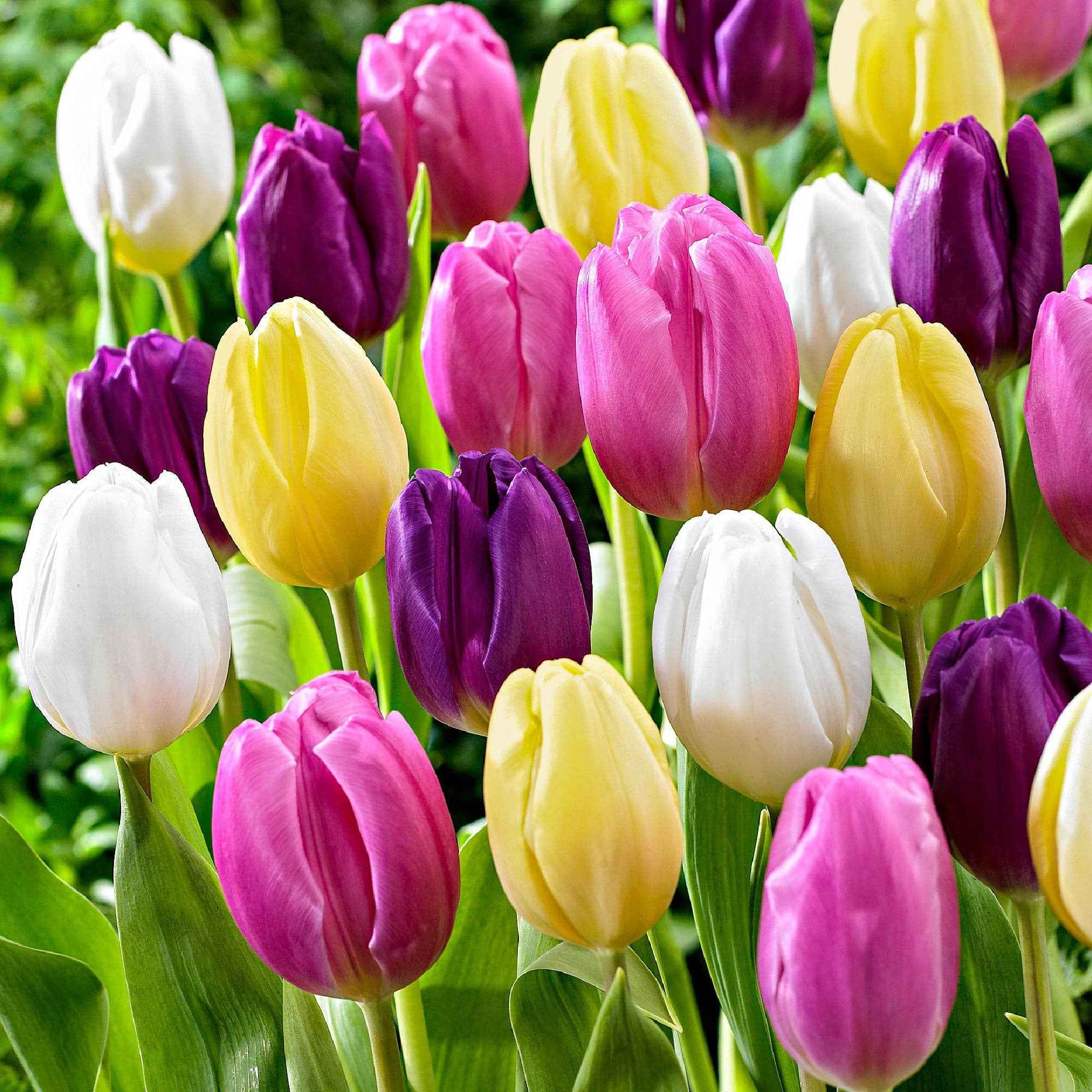 20x Tulipes Tulipa - Mélange 'Regenboog' - Packs de bulbes de fleurs