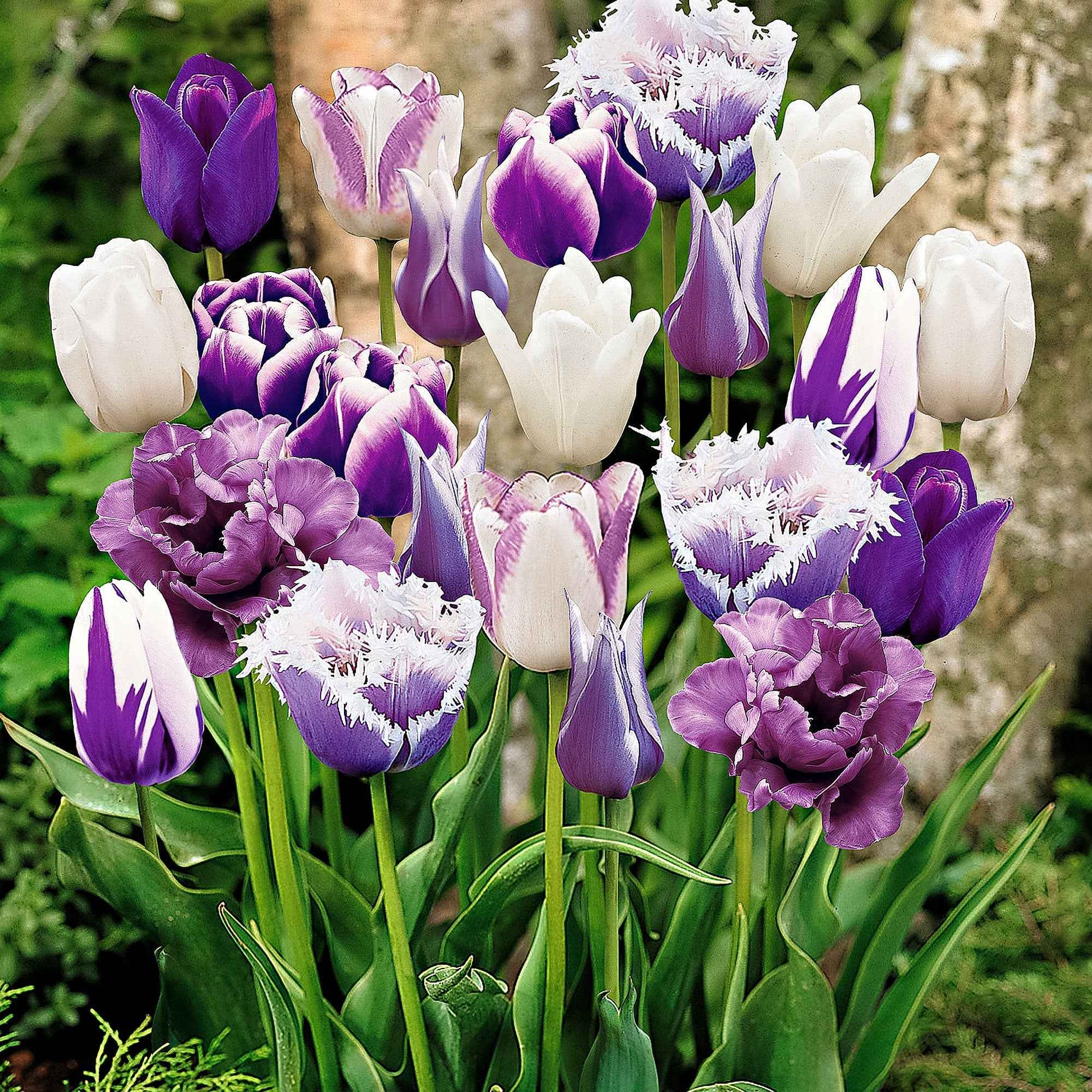 15x Tulipes ‘Paradis’- mélange - Bulbes de printemps