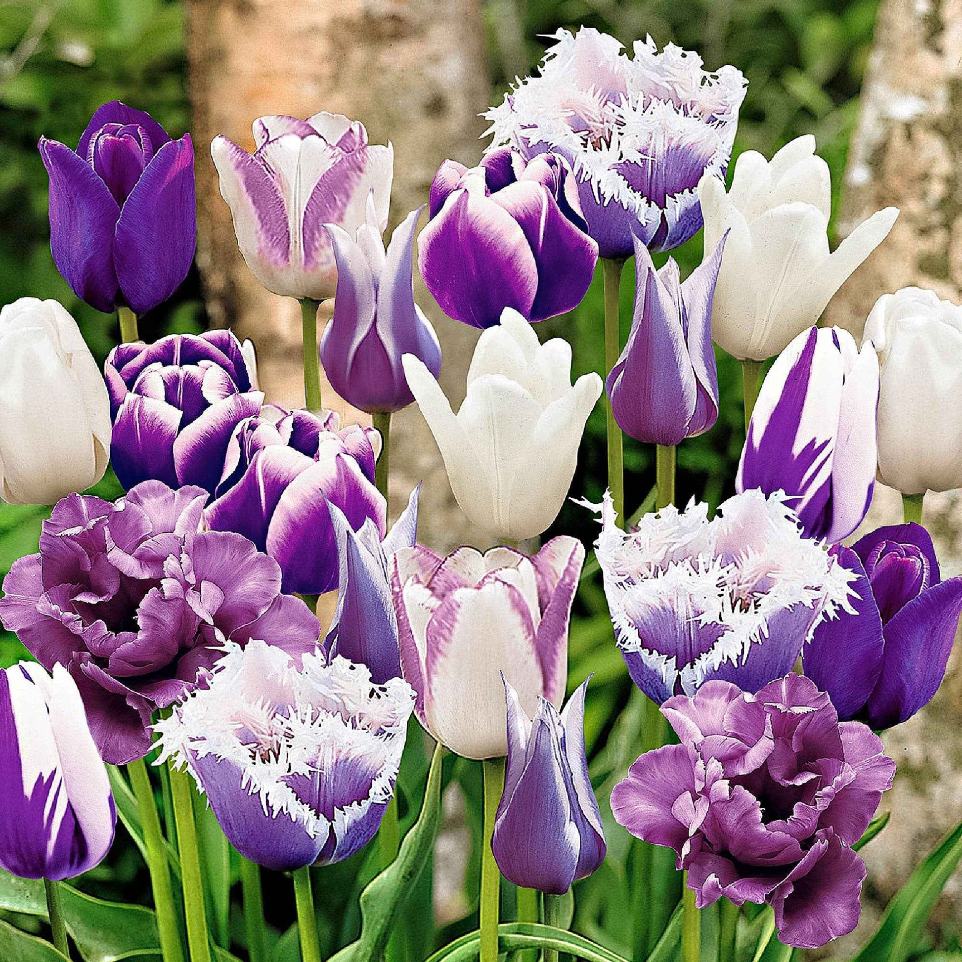 15x Tulipes ‘Paradis’- mélange - Bulbes de fleurs populaires