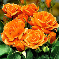 Rosier-tige Rosa 'Orange Sensation' orangé - Caractéristiques des plantes