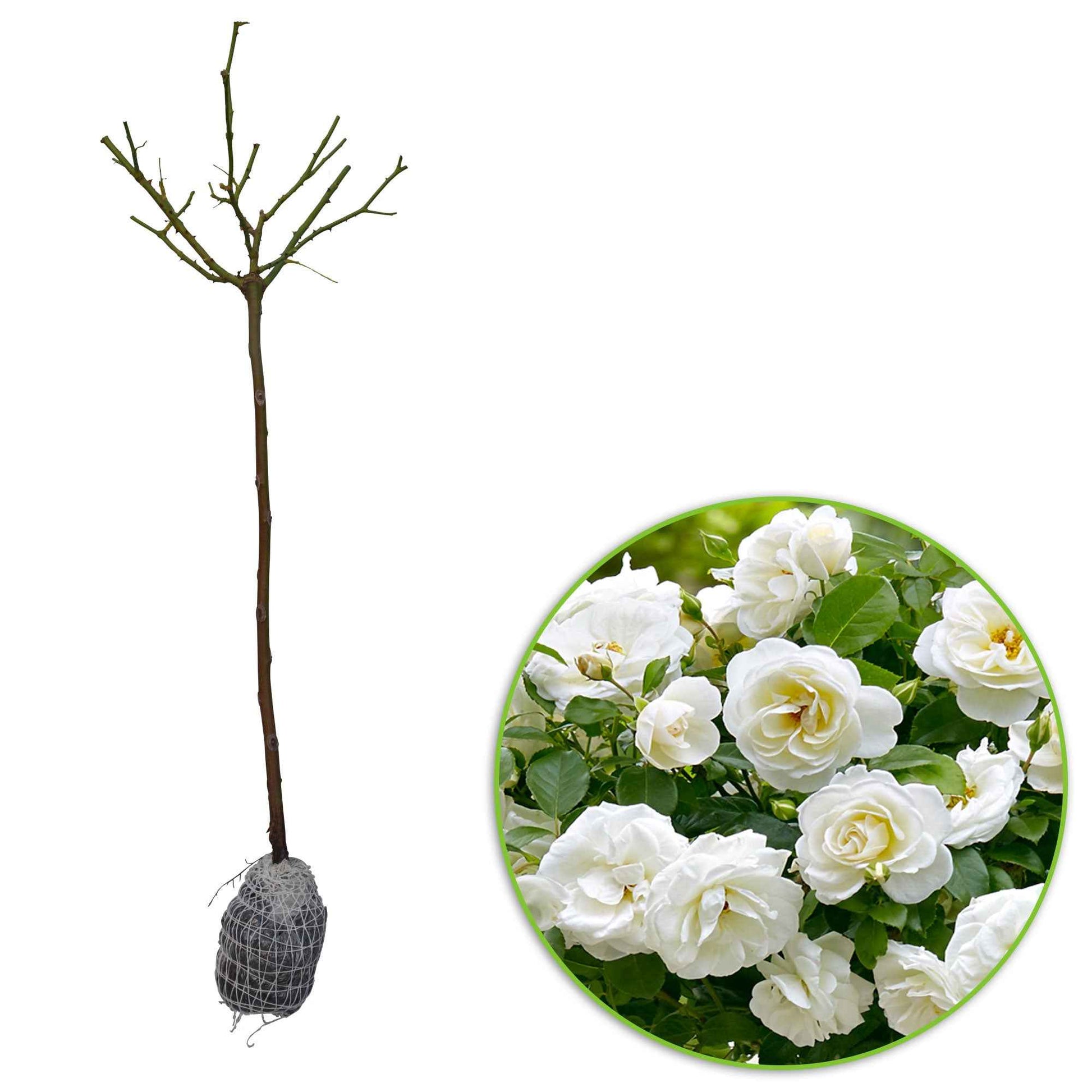 Rosier-tige Rosa 'Kristal' blanc - Plants à racines nues - Arbustes sur tige