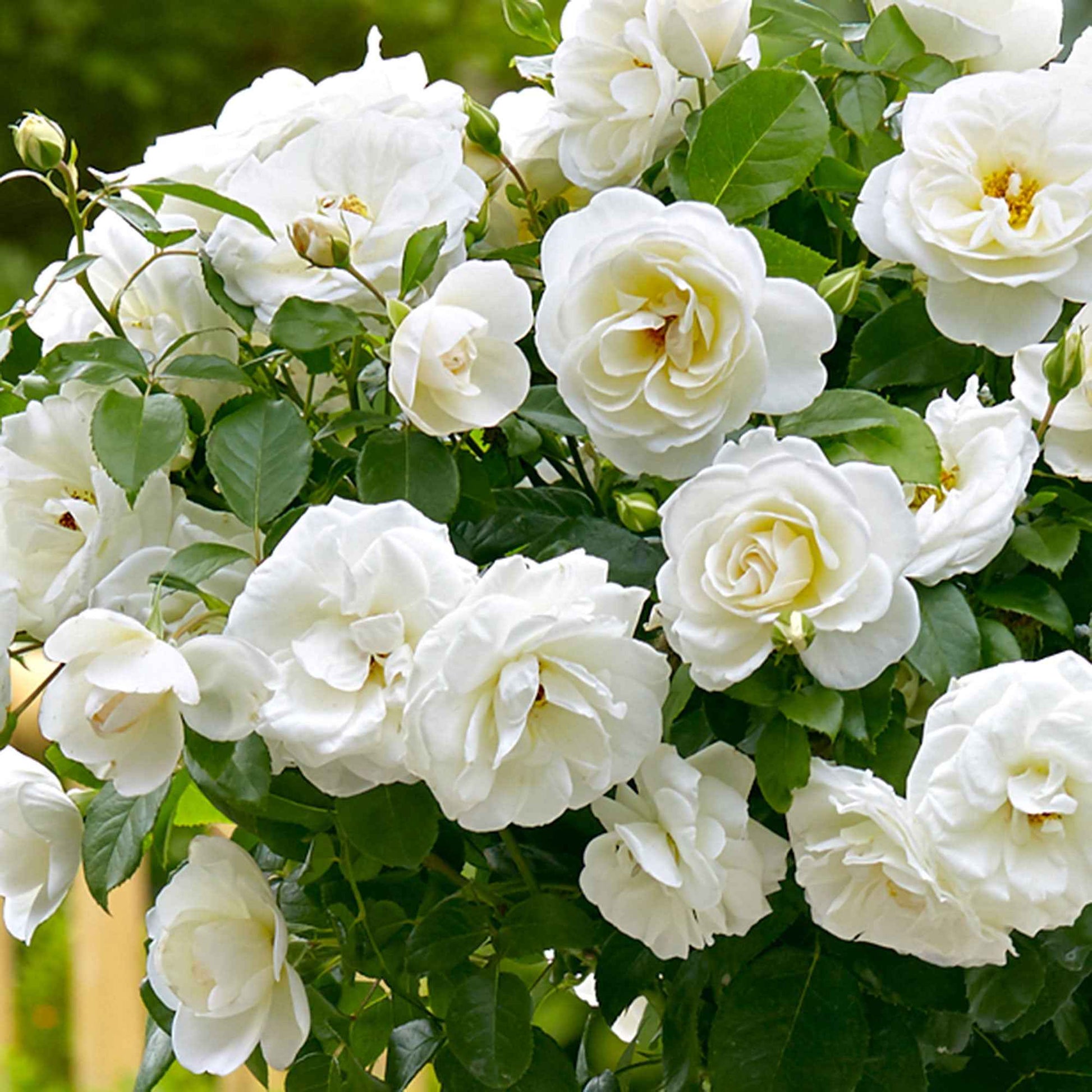 Rosier-tige Rosa 'Kristal' blanc - Plants à racines nues - Plantes rustiques