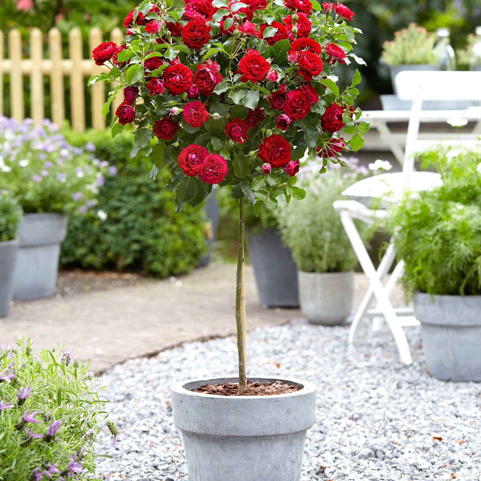 Rosier-tige Rosa 'Nina Rosa' rouge - Plants à racines nues - Arbustes sur tige
