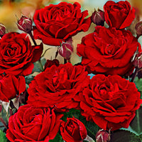 Rosier-tige Rosa 'Nina Rosa' rouge - Plants à racines nues - Caractéristiques des plantes