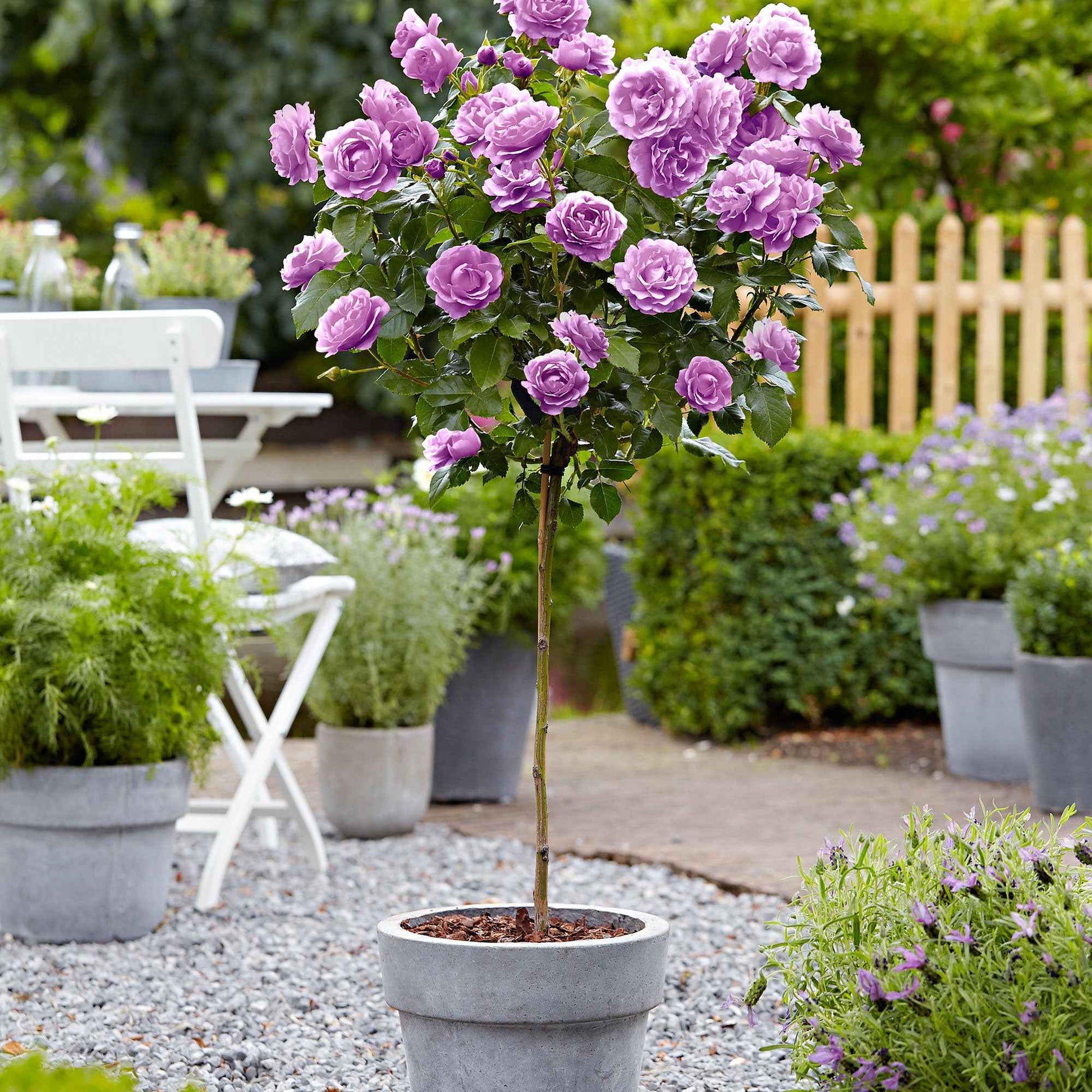 Rosier-tige Rosa 'Minerva' violet - Plants à racines nues - Rosiers - racines nues