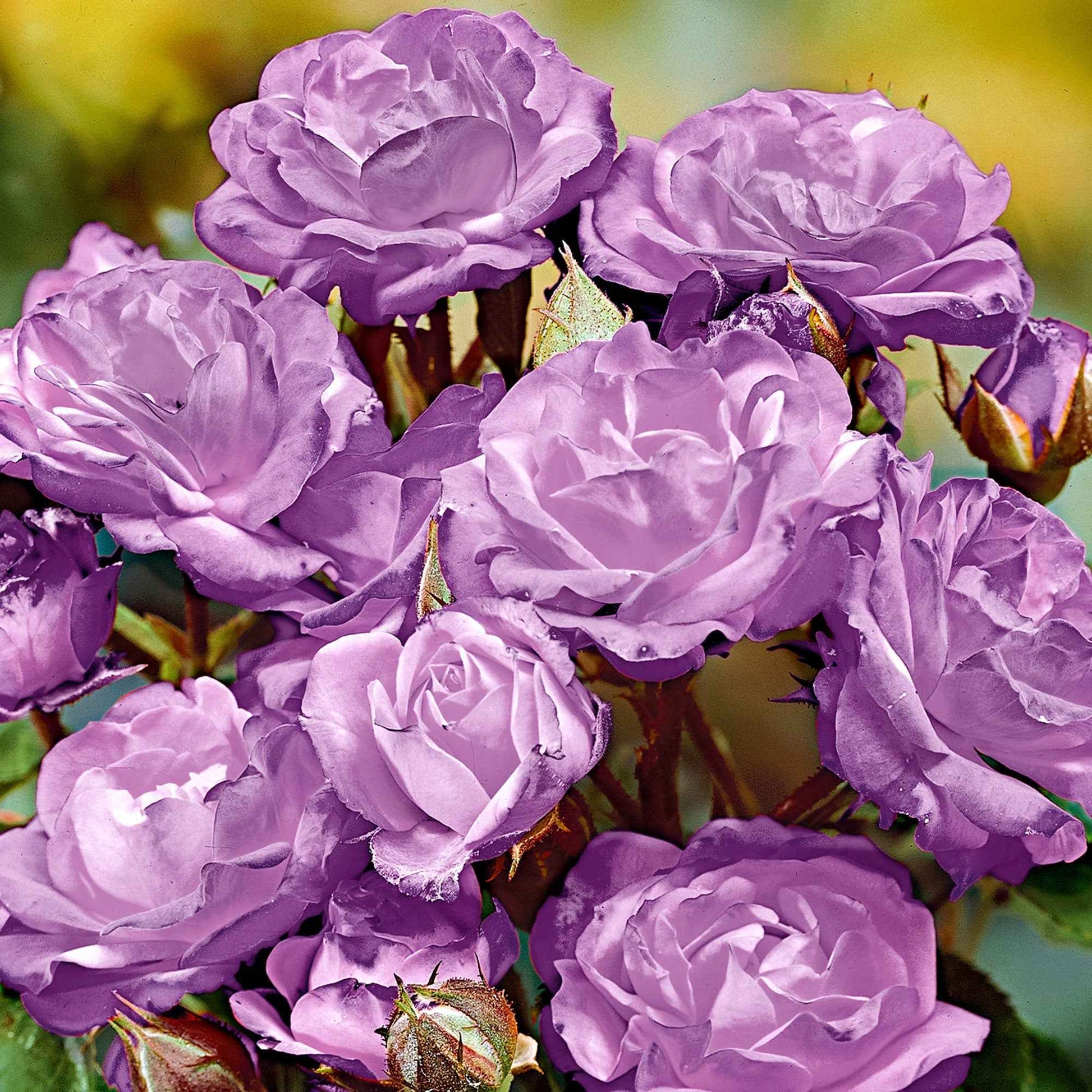 Rosier-tige Rosa 'Minerva' violet - Plants à racines nues - Caractéristiques des plantes
