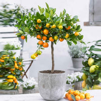 Calamondin Citrus mitis 'Calamondin' Orangé - Arbres et haies