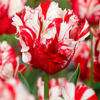 12x Tulipes perroquet - Bulbes de printemps