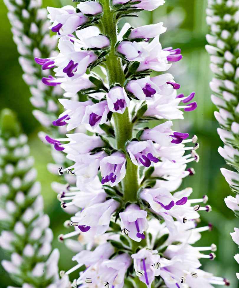 Véronique à longues feuilles 'Pink Eveline' - Bakker.com | France