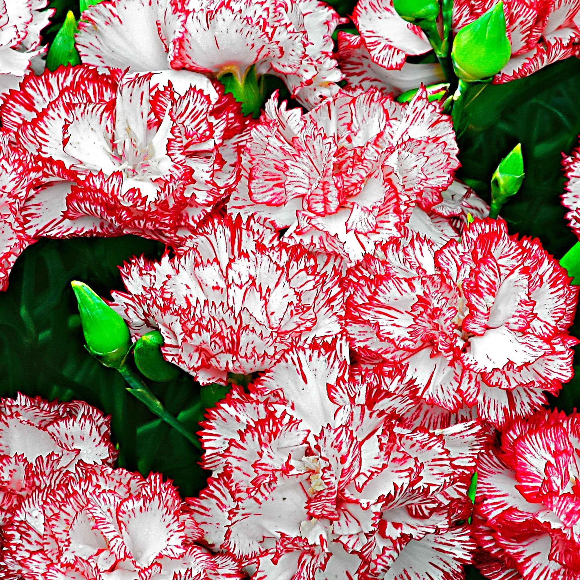 Dianthus 'Fantasy' Rouge-Rose - Caractéristiques des plantes