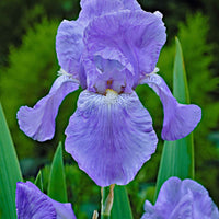 3x Iris barbu 'Jane Phillips' bleu - Plants à racines nues - Caractéristiques des plantes