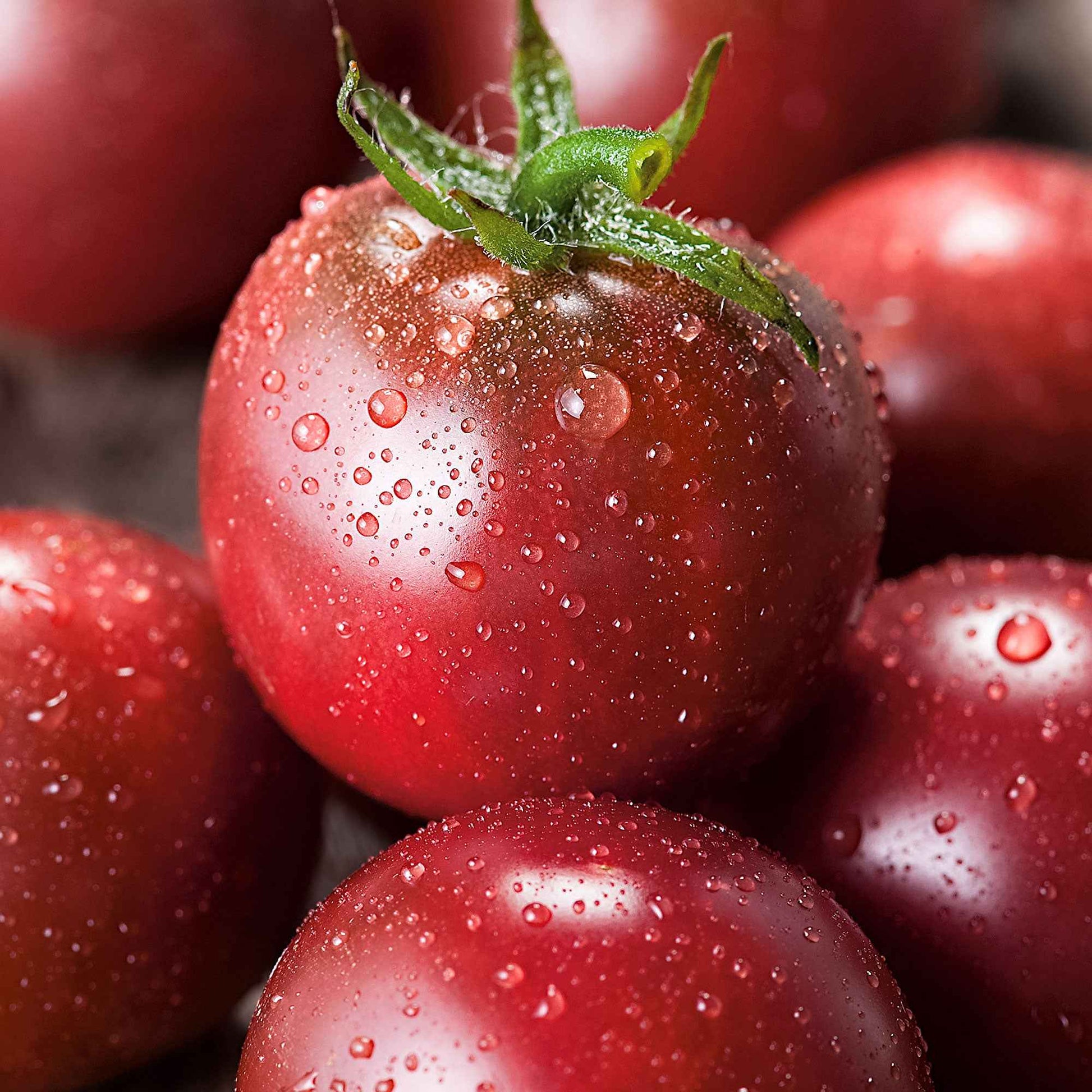 Tomate cerise Solanum 'Black Cherry' noir 3 m² - Semences de légumes - Graines de Légumes