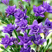 20x Triteleia  'Royal Blue' bleu - Arbustes à papillons et plantes mellifères