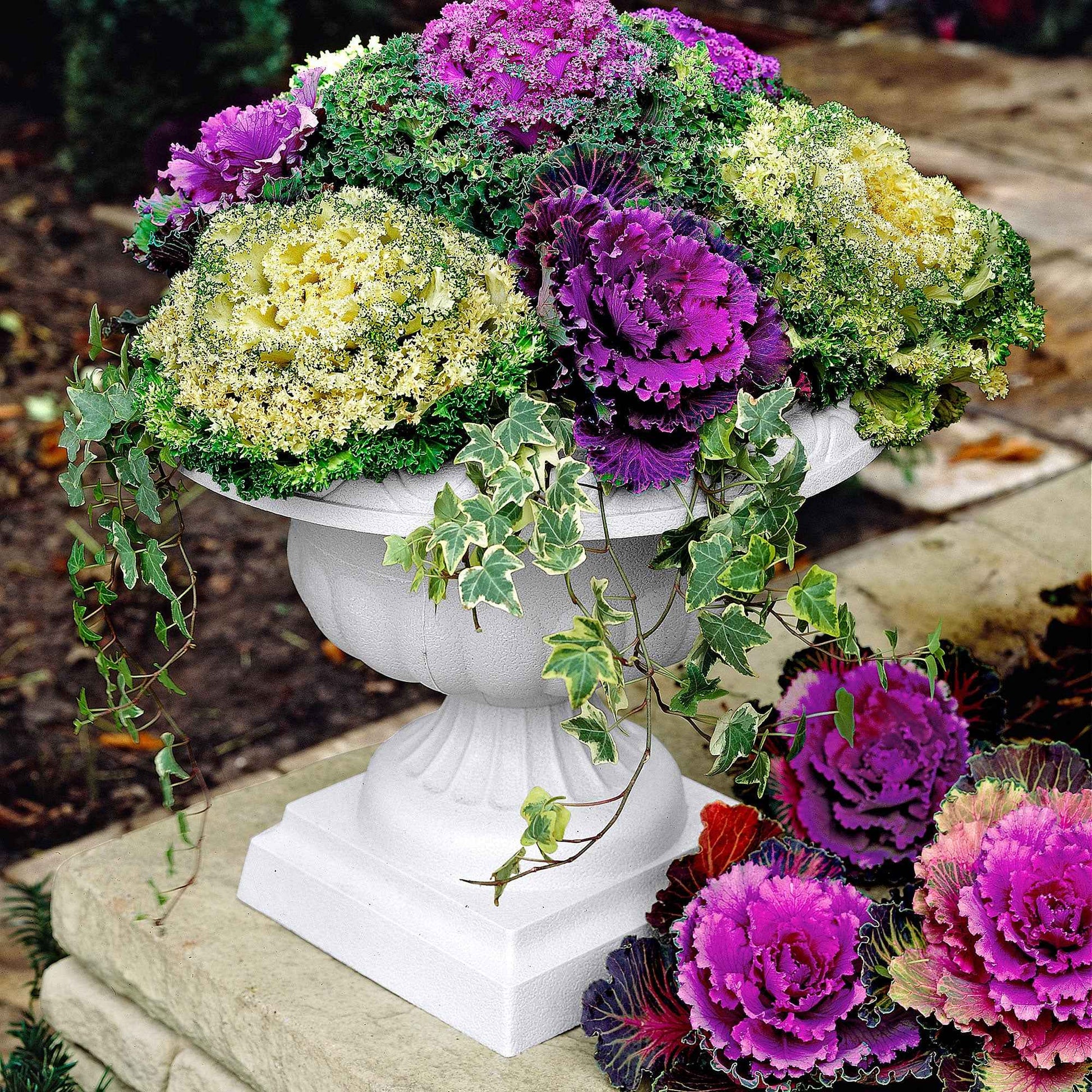 3x Chou d'ornement Brassica - Mélange 'Three colors' violet-blanc-vert - Caractéristiques des plantes