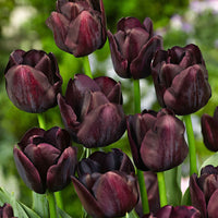 18x Tulipes Tulipa 'Paul Scherer' violet - Bulbes de printemps