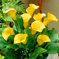 2x Arum 'Pot of Gold' jaune - Bulbes de fleurs pour la terrasse et le balcon