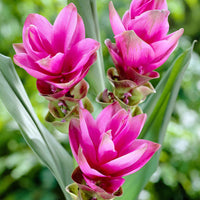 3x Tulipe estivale Curcuma alismatifolia rose - Bulbes de fleurs pour la terrasse et le balcon