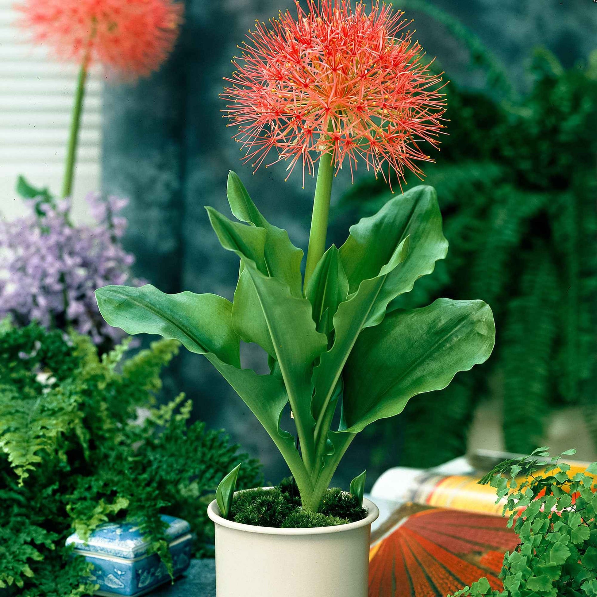 2x Haemanthus albiflos Scadoxus multiflorus rouge - Bulbes d'été