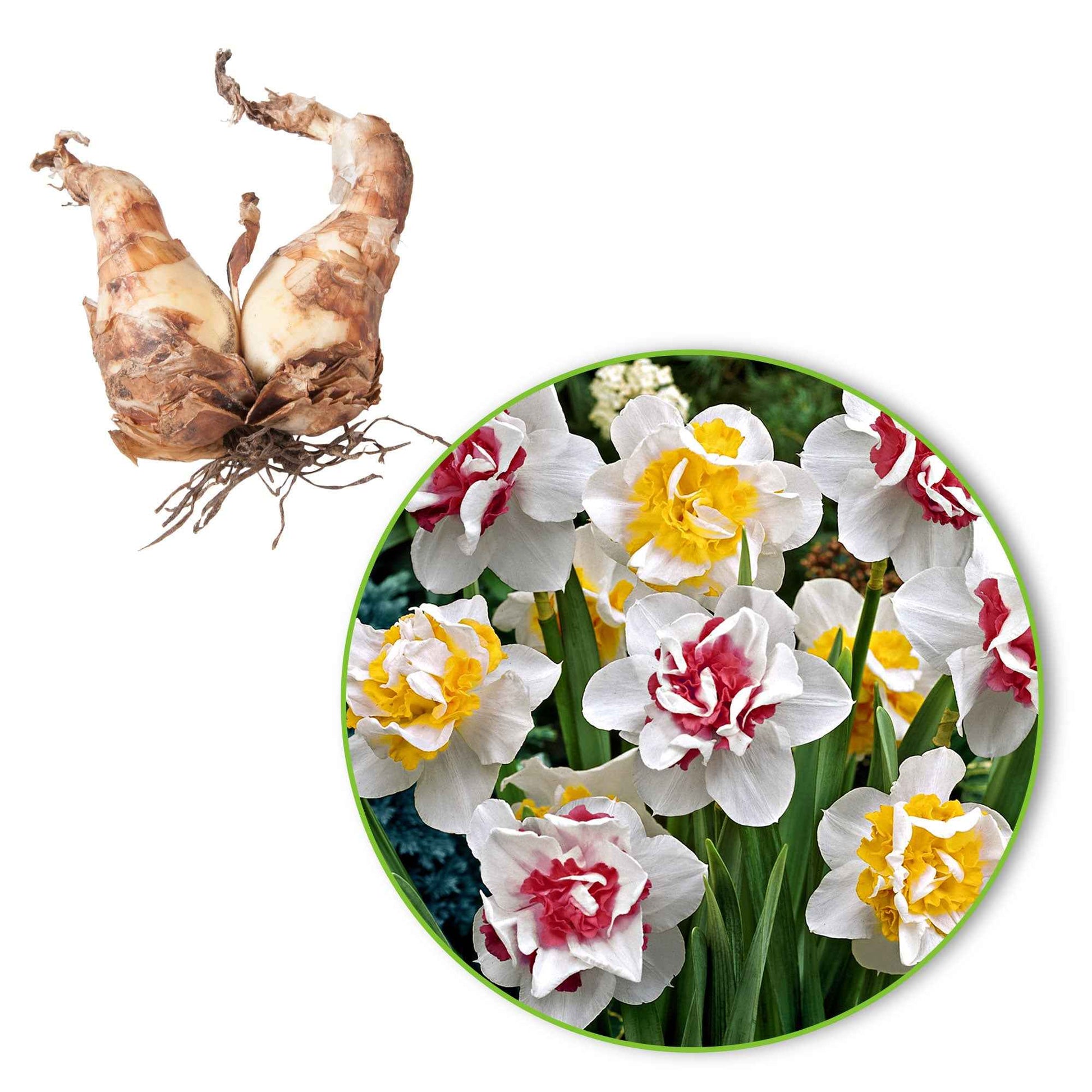 15x Narcisses  Narcissus - Mélange 'Perfect Match' blanc-rose-jaune - Bulbes de printemps