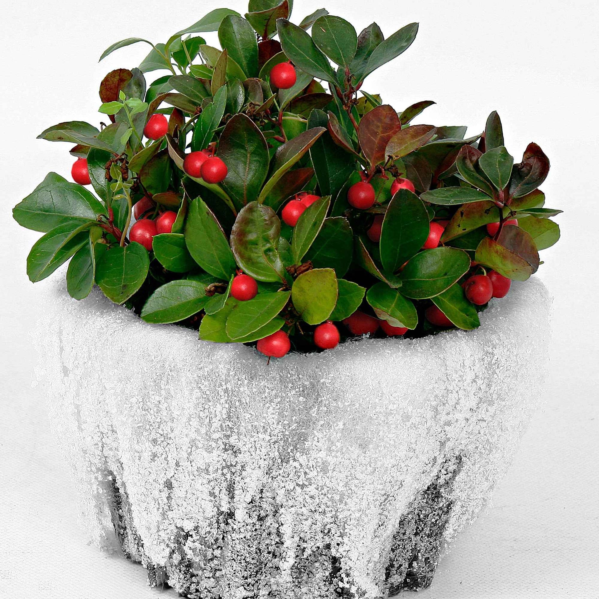 Gaultheria Big Berry 2x Gaulthérie Gaultheria 'Big Berry' rouge-blanc avec neige 'Big Berry' - Arbustes de Balcon