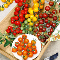 Tomates-cerises, mélange - Graines de Légumes