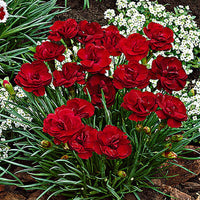 3x Géranium sanguin Dianthus 'Desmond' rouge - Plantes vivaces