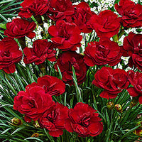 3x Géranium sanguin Dianthus 'Desmond' rouge - Plantes d'extérieur