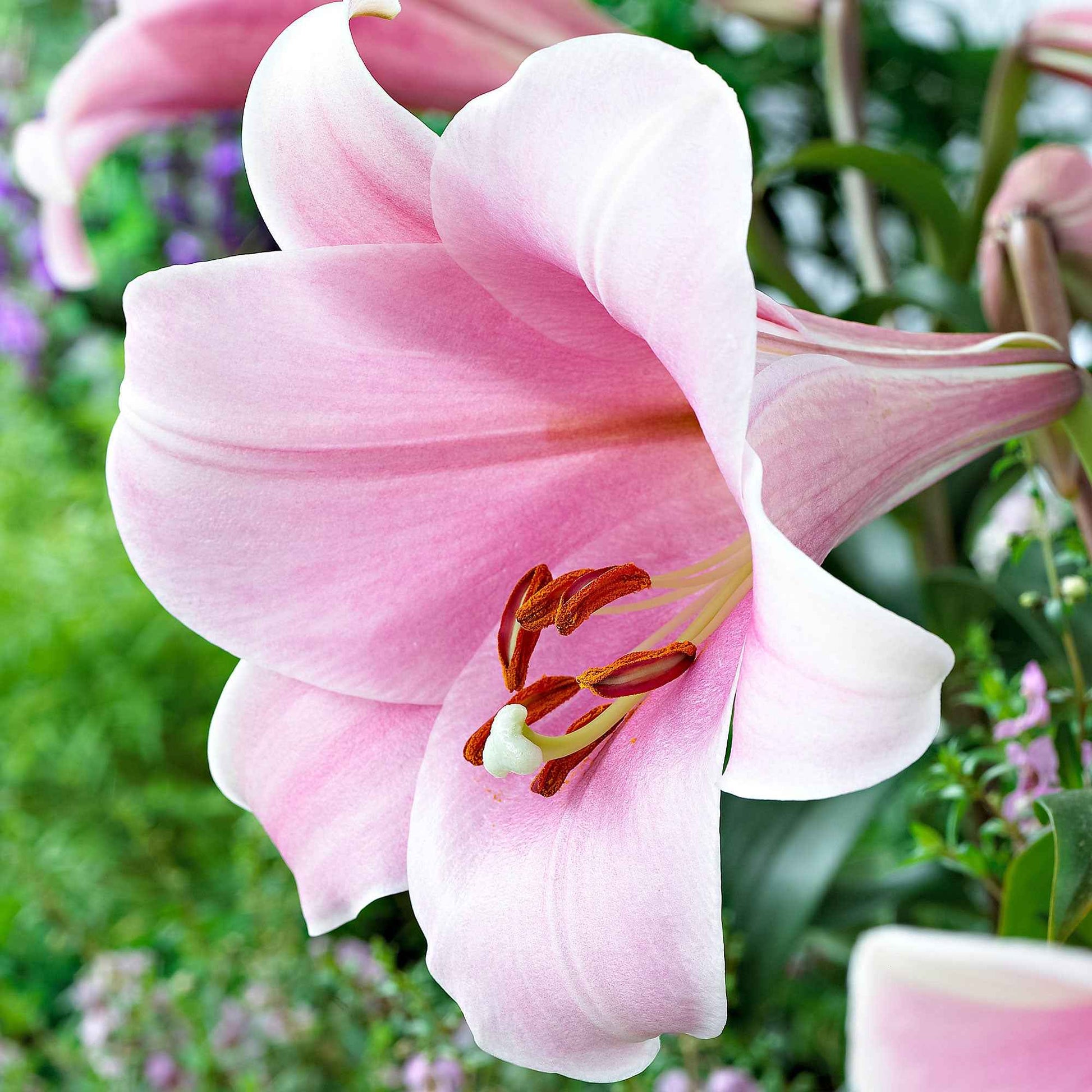 5x Lys 'Bellsong' rose - Bulbes de fleurs populaires