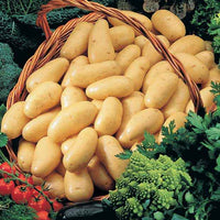 Collection de pommes de terre : Amandine, Jeannette, Blanche - Bakker.com | France