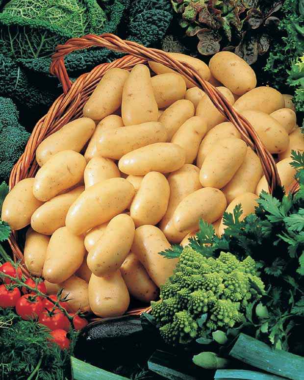 Collection de pommes de terre : Amandine, Jeannette, Blanche - Bakker.com | France