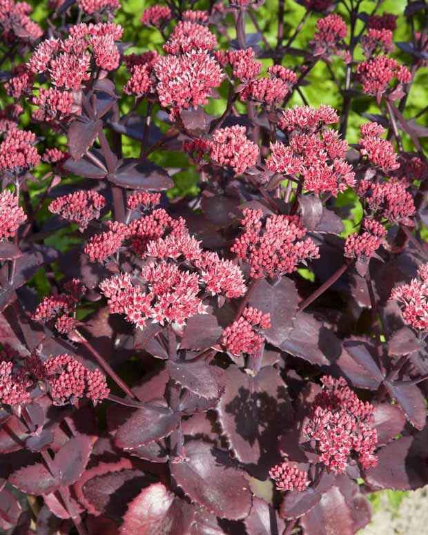 Sedum Chocolate Cherry - Bakker.com | France