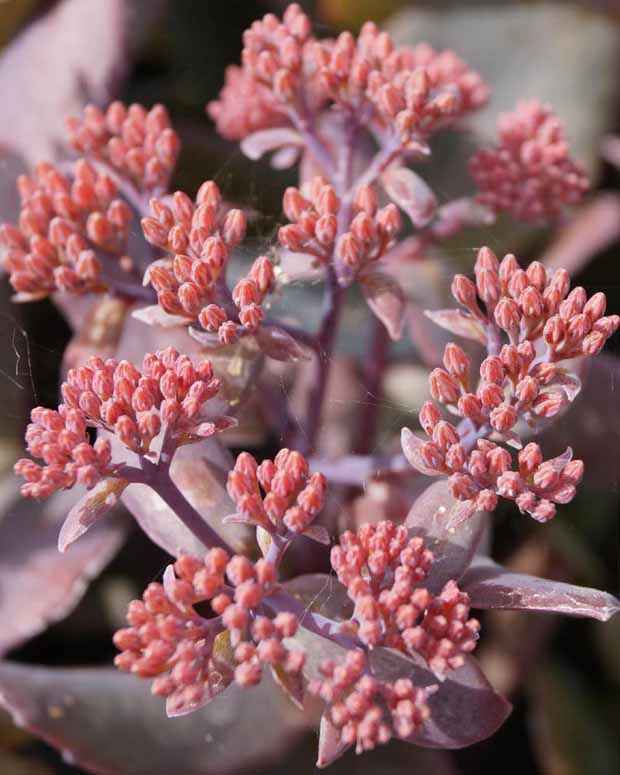 Sedum Chocolate Cherry - Bakker.com | France