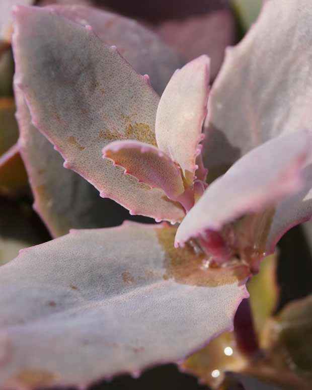 Sedum Chocolate Cherry - Bakker.com | France