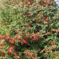Buisson ardent Dart's Red® Interrada - Pyracantha - Bakker.com | France