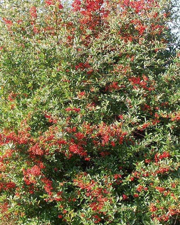 Buisson ardent Dart's Red® Interrada - Pyracantha - Bakker.com | France