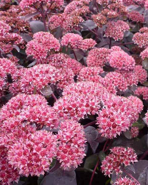 Sedum José Aubergine - Bakker.com | France