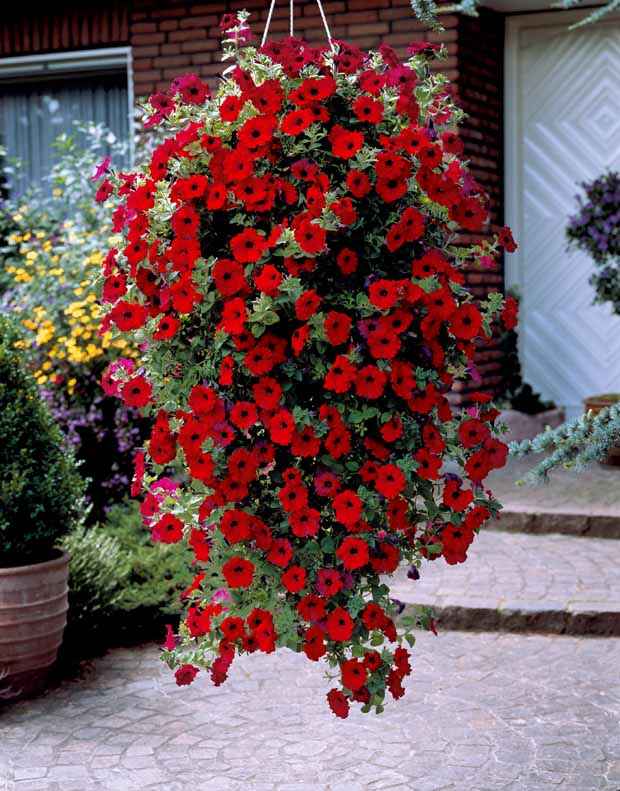 Collection de Pétunias : rouge, rose, jaune - Bakker.com | France